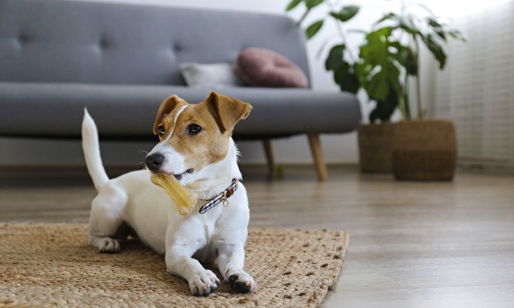 Pet-Proofing Furniture To Keep Your Home Clean and Comfy