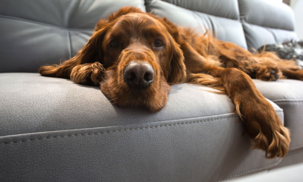 What To Look For in Pet-Friendly Furniture That Will Last